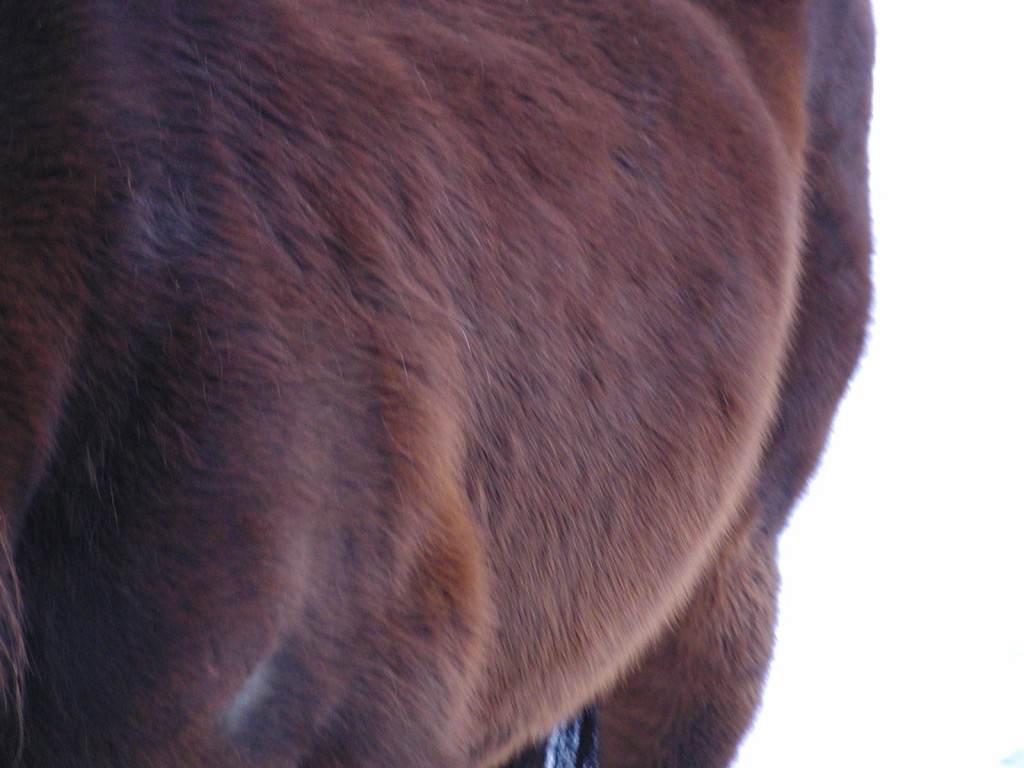 Joy's Red Body Joy's Furry Coat with the sunlight reddening it