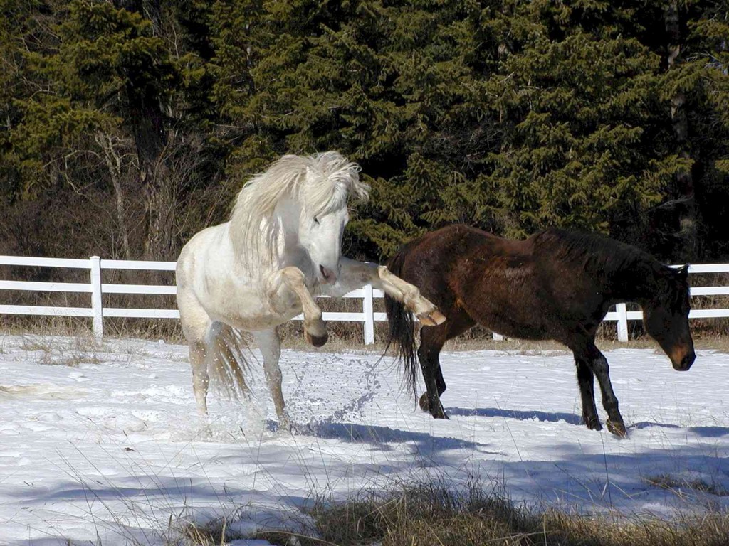 Not everybody is on the same page in the pasture
