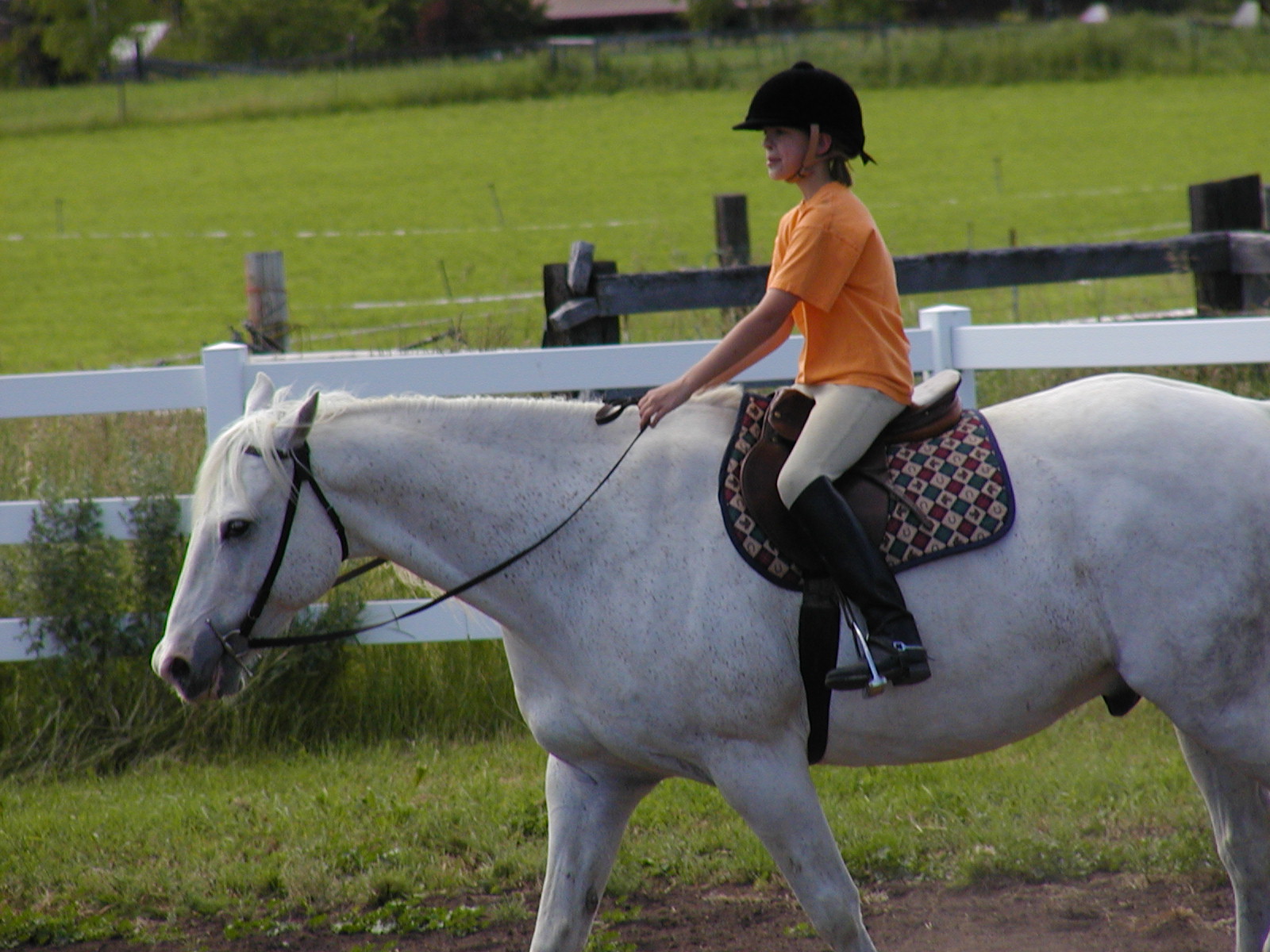 Our little girl who loves horses and is not afraid of them gets to steer a course on Whitey